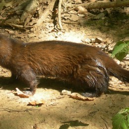 Flodiller