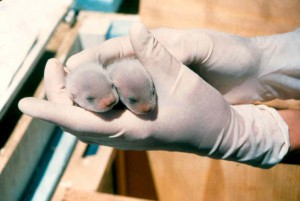 Black_footes_ferret_pups