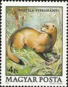Mustela_eversmanni_stamp