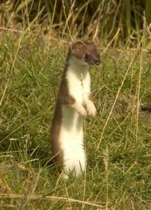 800px-Mustela_erminea_upright