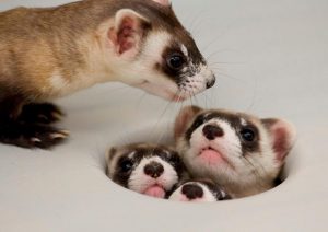 Mama_Ferret_Counts_her_Kids_(7537056038)