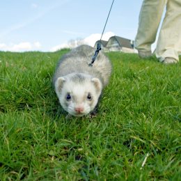 Hunting ferret with blur motion.