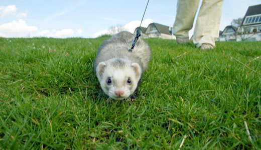 Hunting ferret with blur motion.