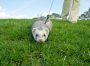 Hunting ferret with blur motion.