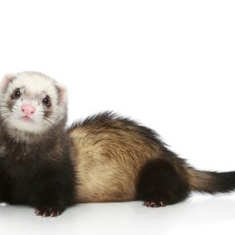 Ferret (Mustela putorius furo) on a white background