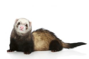 Ferret (Mustela putorius furo) on a white background