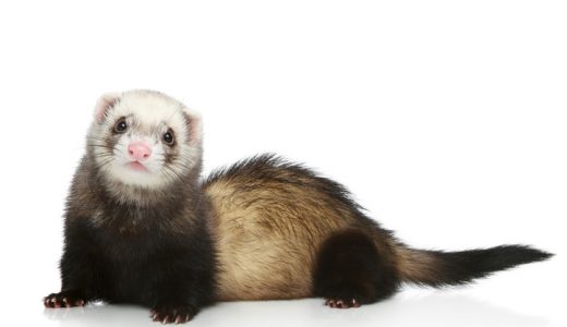 Ferret (Mustela putorius furo) on a white background