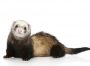 Ferret (Mustela putorius furo) on a white background