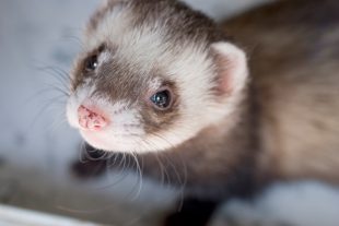 Headshot of a cute ferret with focus on the nose.