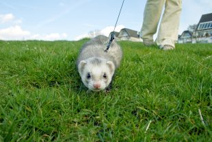Hunting ferret with blur motion.