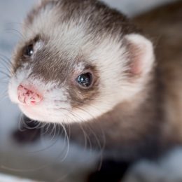 Headshot of a cute ferret with focus on the nose.